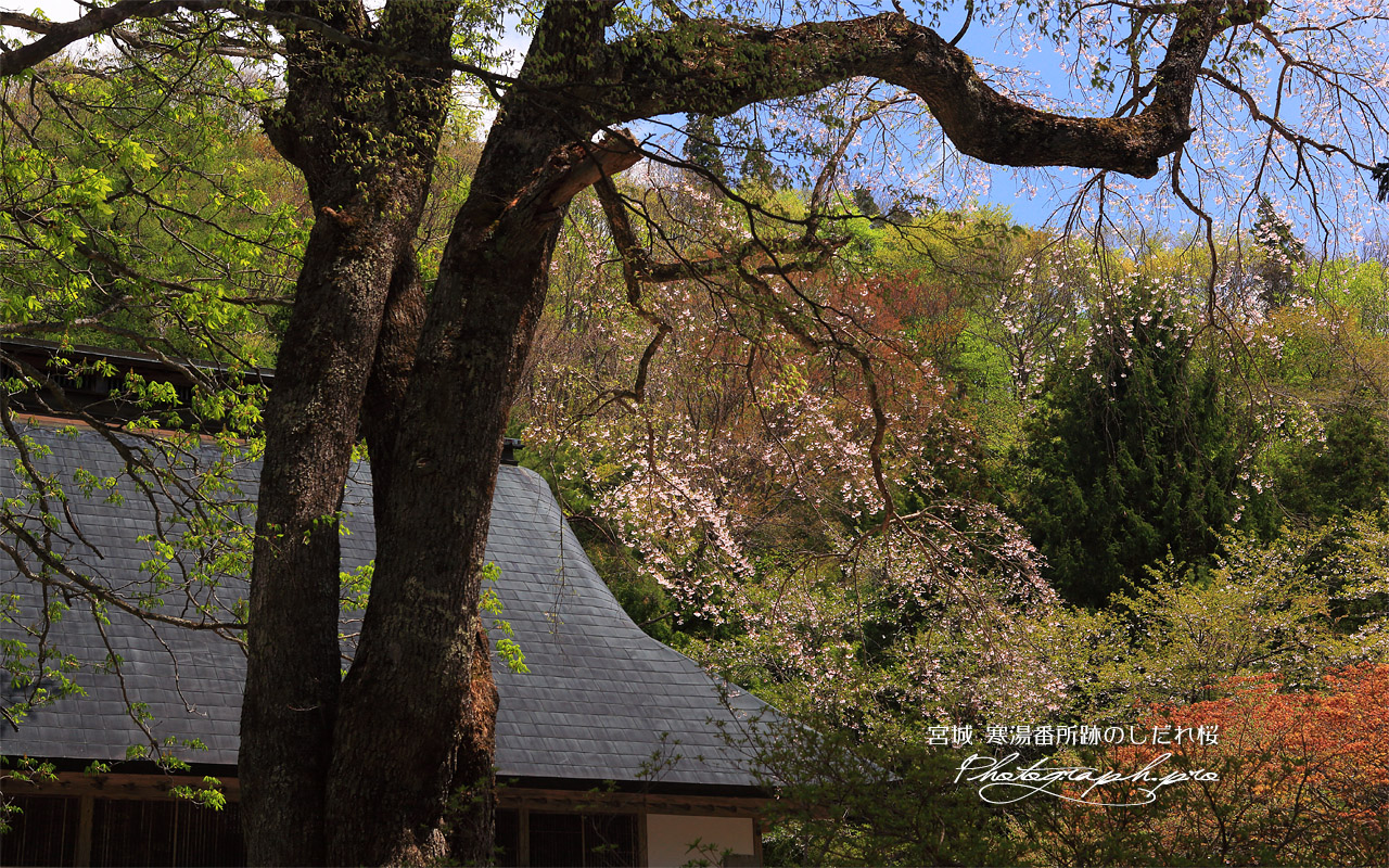 寒湯番所跡のしだれ桜 壁紙
