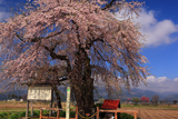 戊辰戦争史跡の枝垂桜