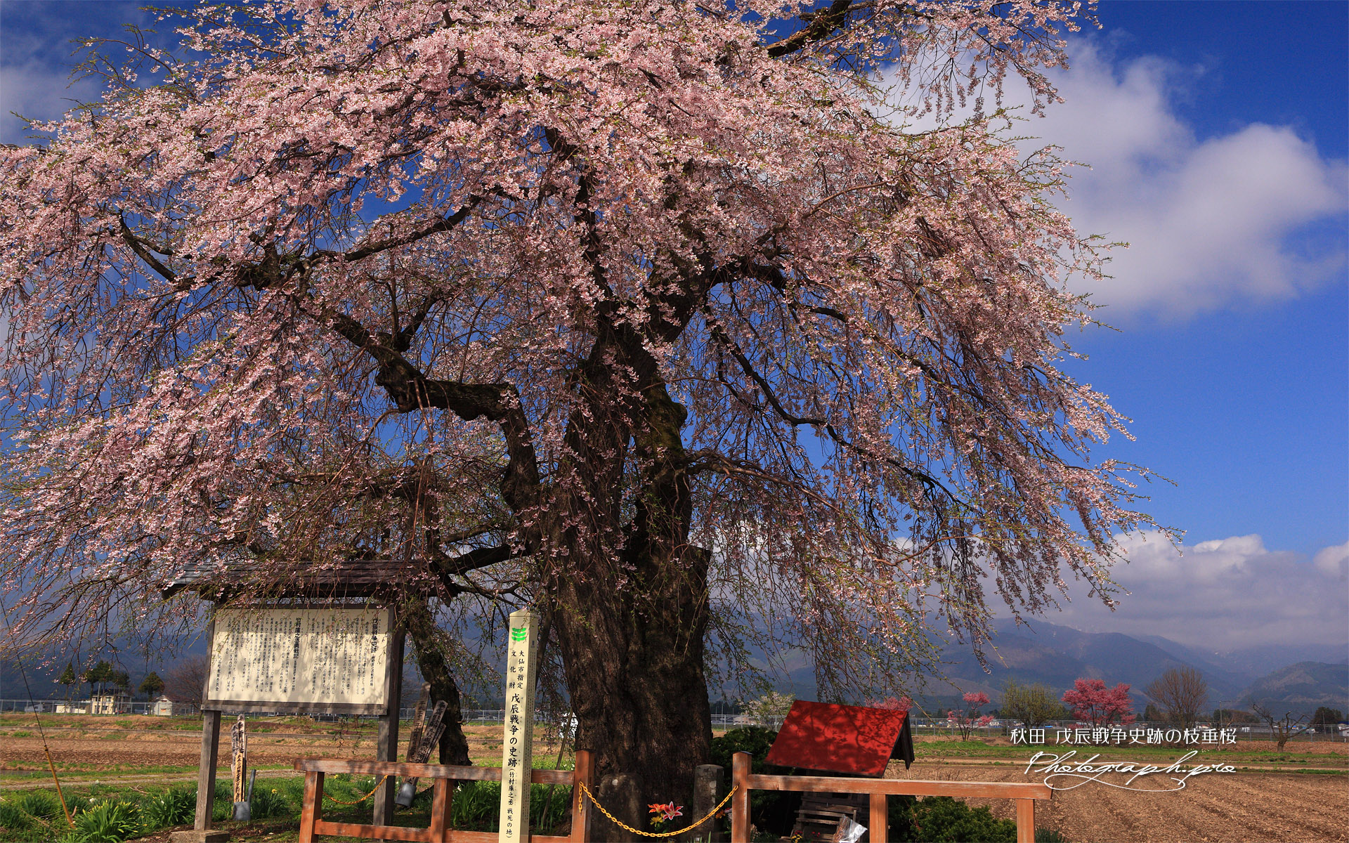 戊辰戦争史跡の枝垂桜