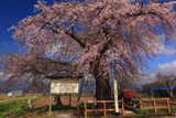 戊辰戦争史跡の枝垂桜