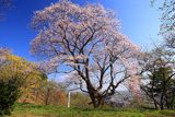 古城山の姥桜