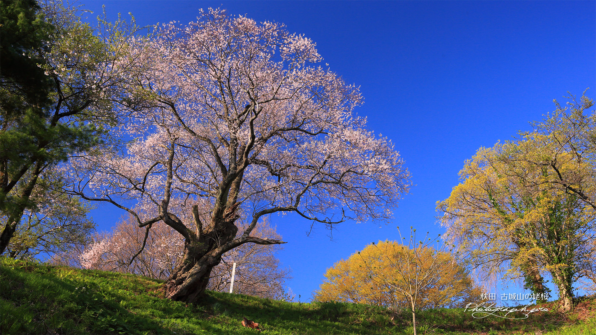 古城山の姥桜