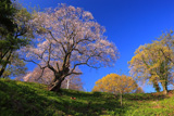 古城山の姥桜