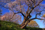 古城山の姥桜