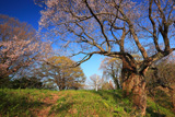古城山の姥桜