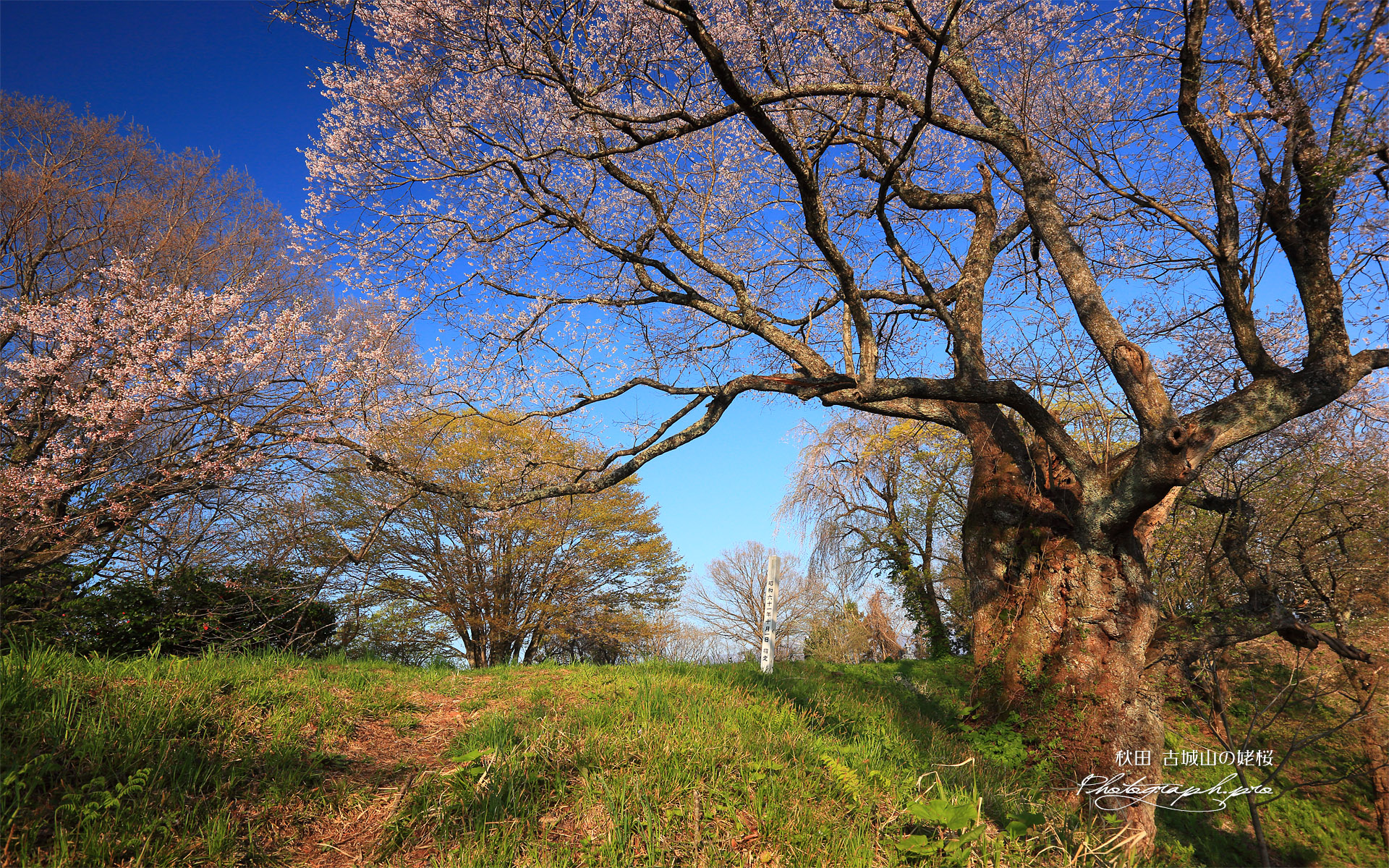 古城山の姥桜