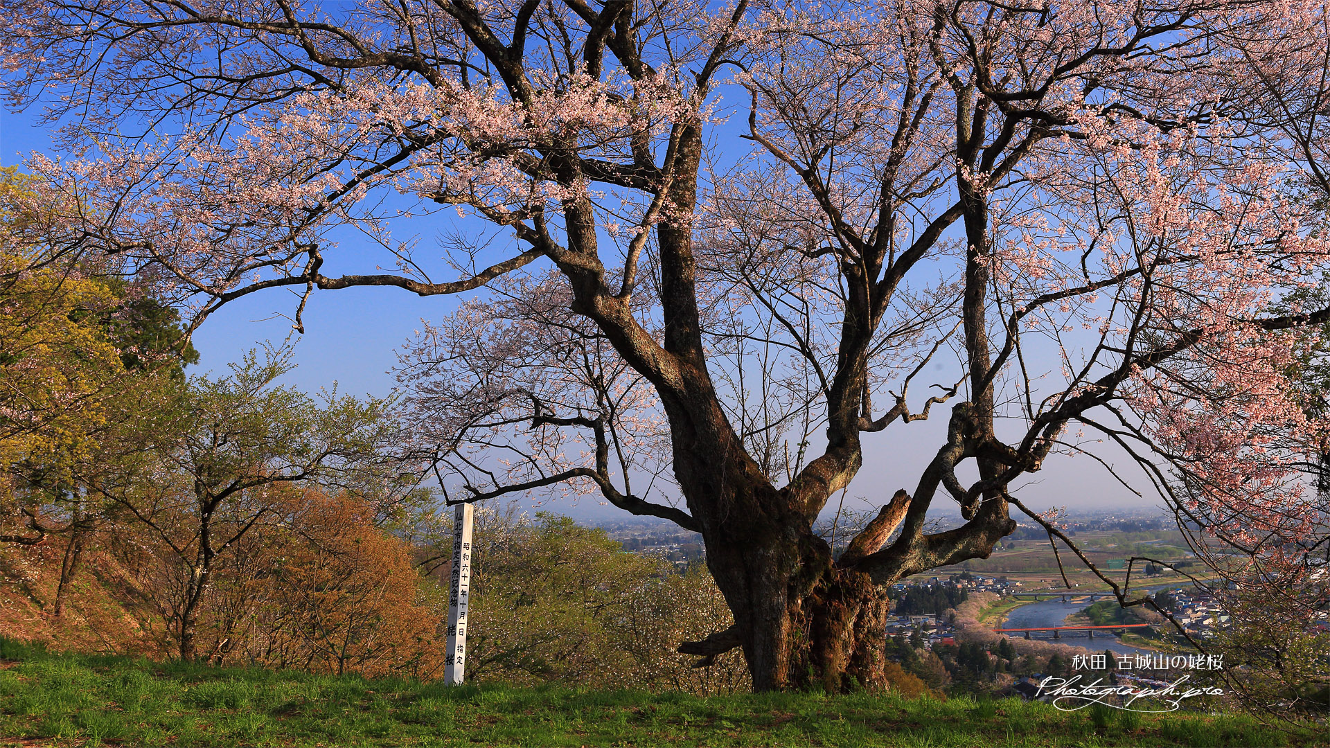 古城山の姥桜