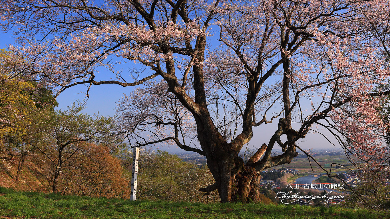 古城山の姥桜 壁紙