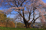 古城山の姥桜