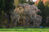 市之丞のしだれ桜