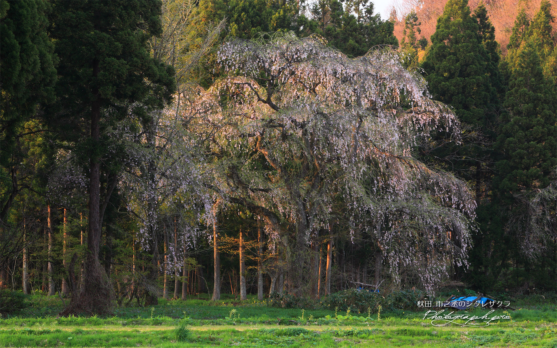 市之丞のしだれ桜