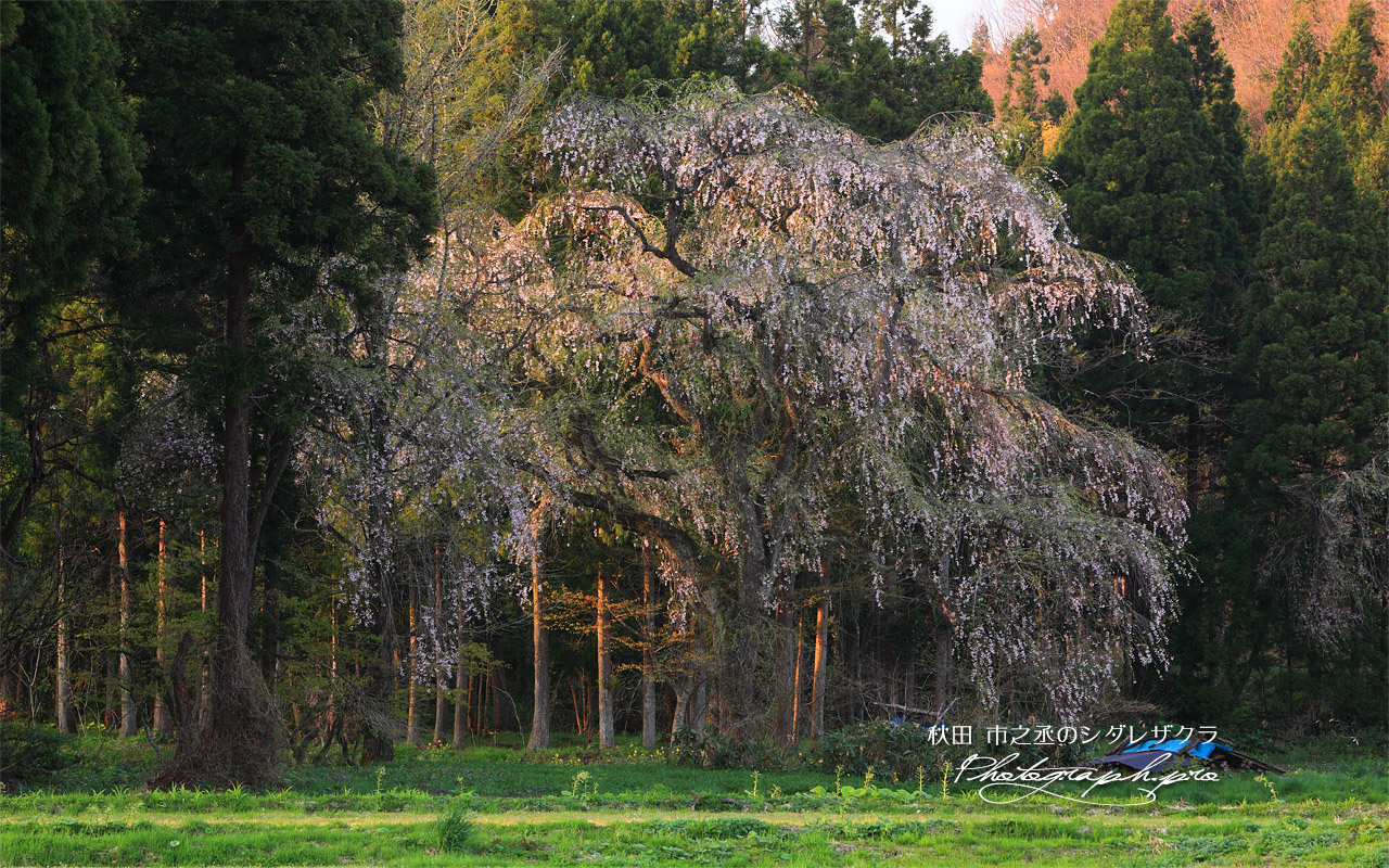 市之丞のしだれ桜 壁紙
