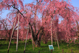 米内浄水場のヤエベニシダレ桜群