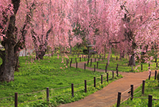 米内浄水場の桜