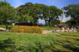 江の島 クローバーの花