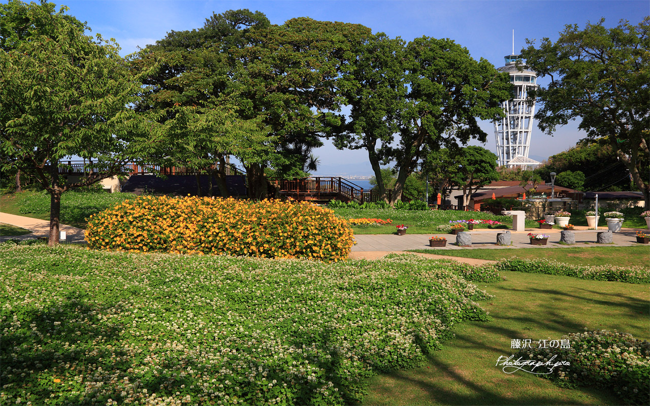 江の島 クローバーの花 壁紙