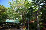 江の島 新緑の児玉神社