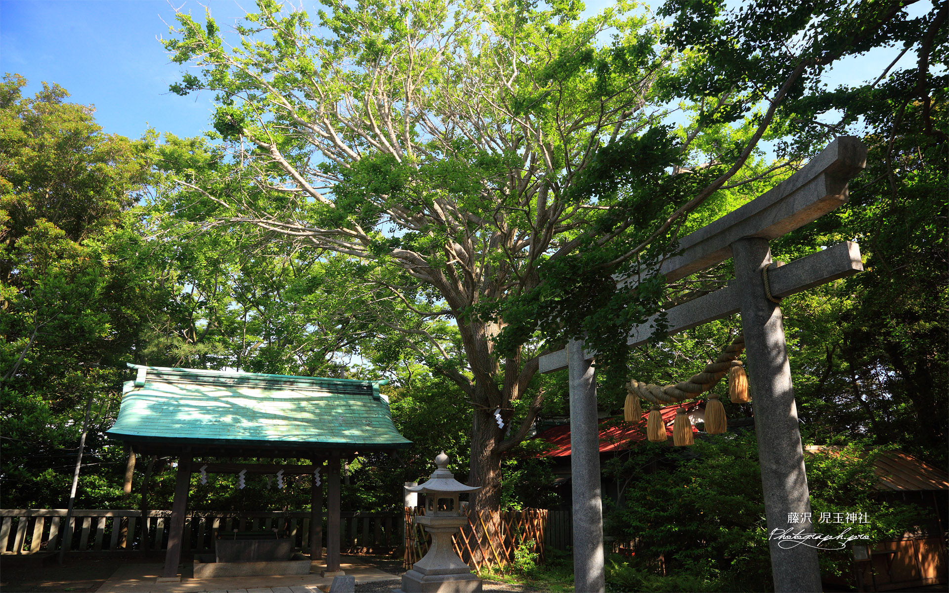 江の島 新緑の児玉神社