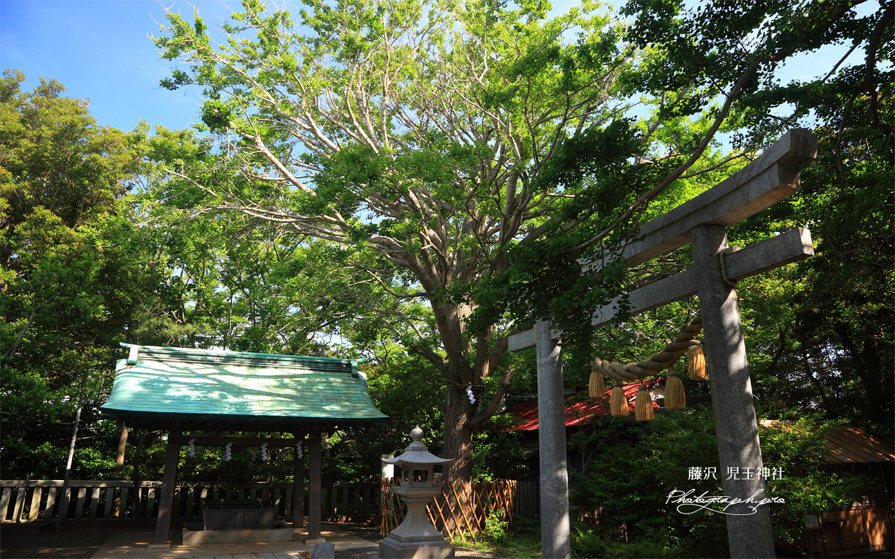 江の島 新緑の児玉神社 壁紙