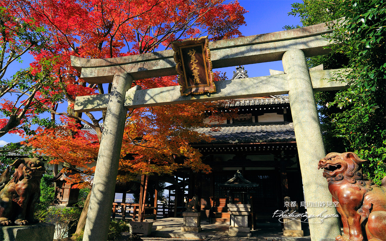 鳥辺山妙見堂 紅葉と妙見堂 壁紙