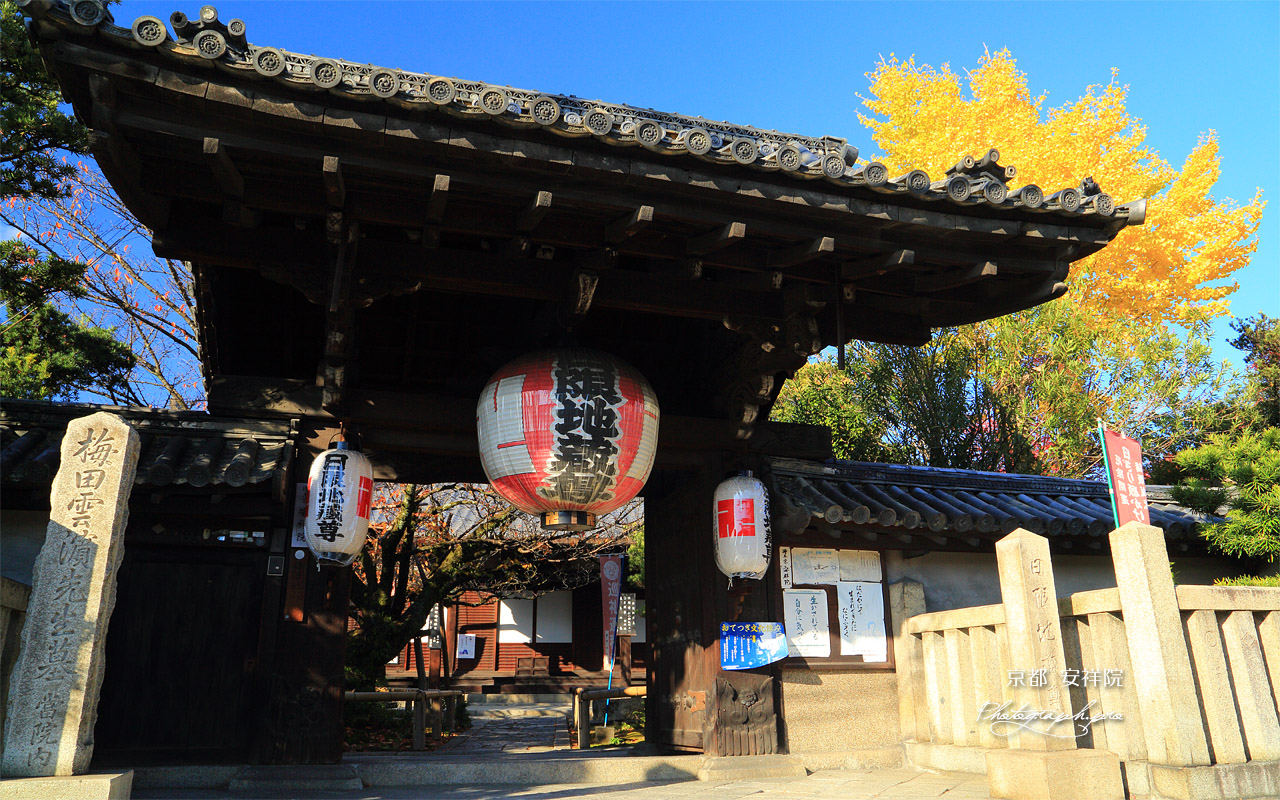 安祥院 山門と銀杏黄葉 壁紙