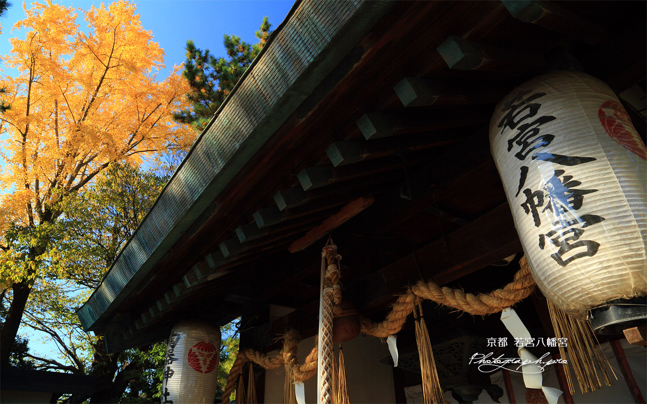 若宮八幡宮 拝殿とイチョウ黄葉 壁紙