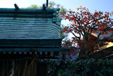 恵美須神社 末社と紅葉