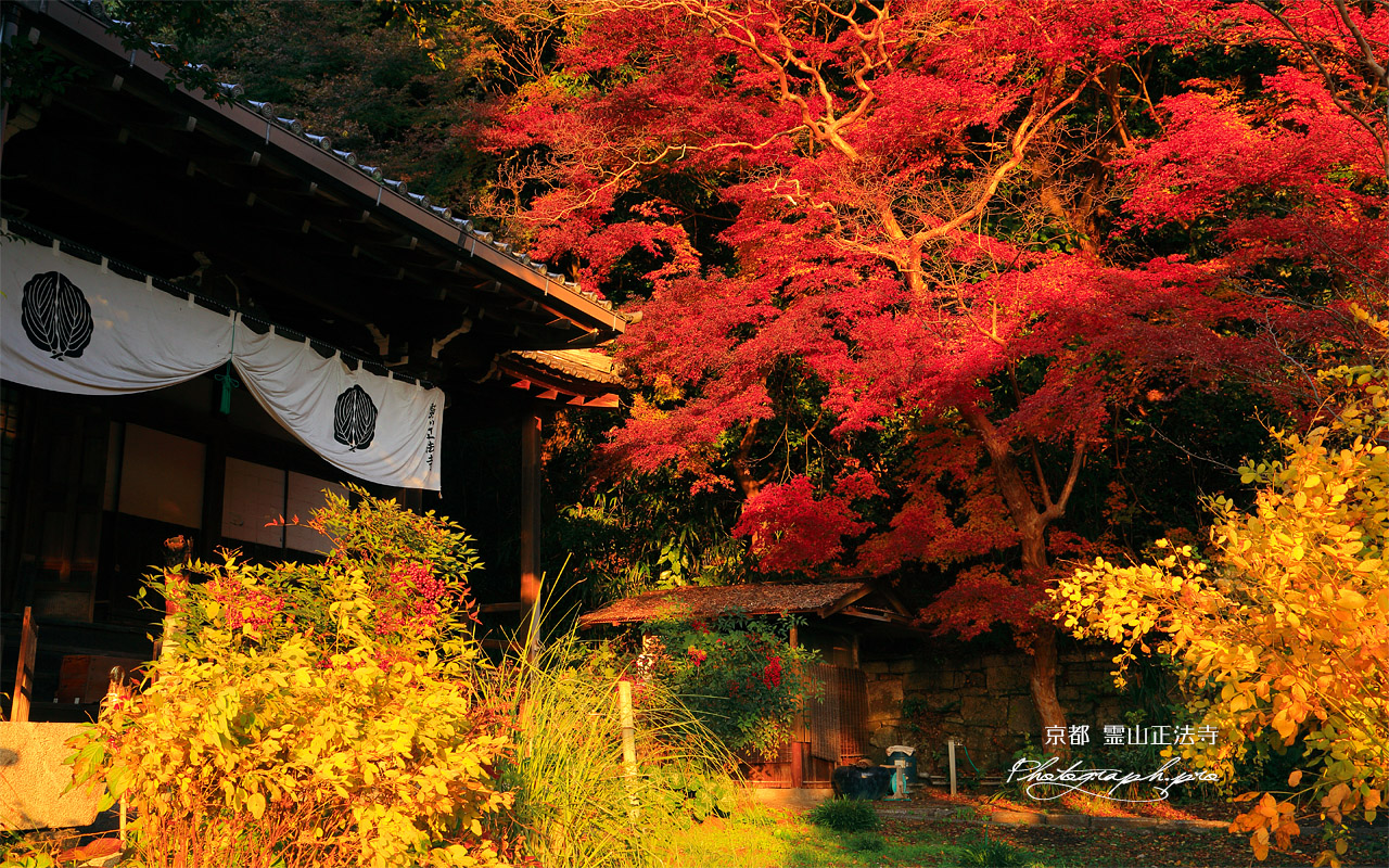 霊山正法寺 本堂と紅葉 壁紙