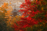 霊山正法寺 紅葉越しの八坂の塔