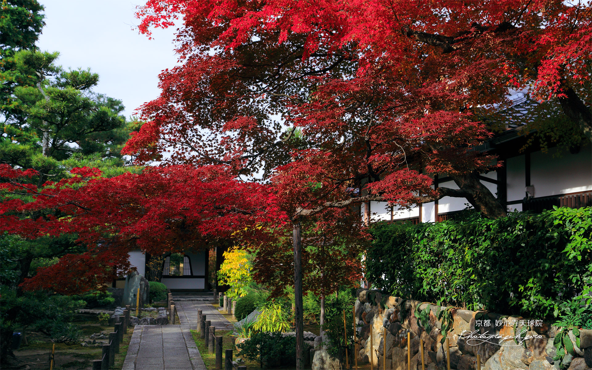 天球院 ワインレッドの紅葉