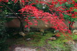 天球院 方丈西庭の散紅葉