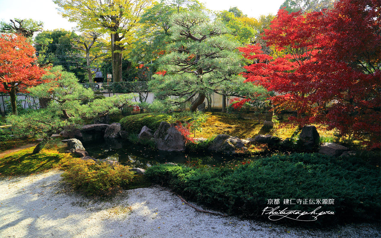 正伝永源院 紅葉の庭園 壁紙