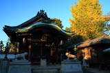 両足院 毘沙門天堂と銀杏黄葉