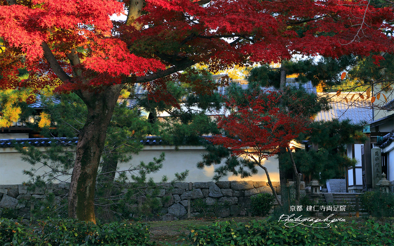 両足院 建仁寺境内の紅葉 壁紙