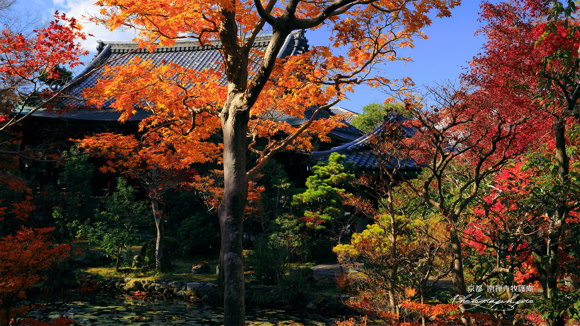 牧護庵 紅葉越しの本堂