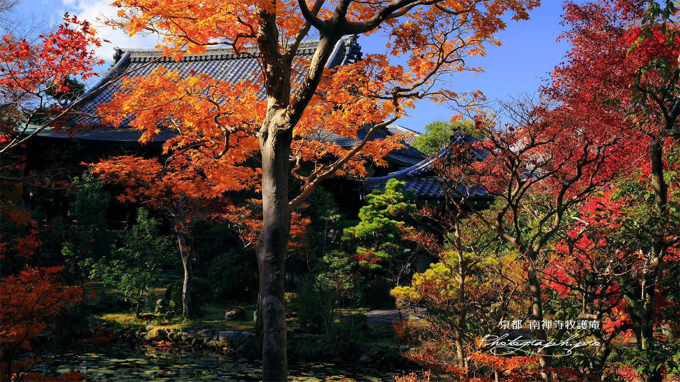 牧護庵 紅葉越しの本堂 壁紙
