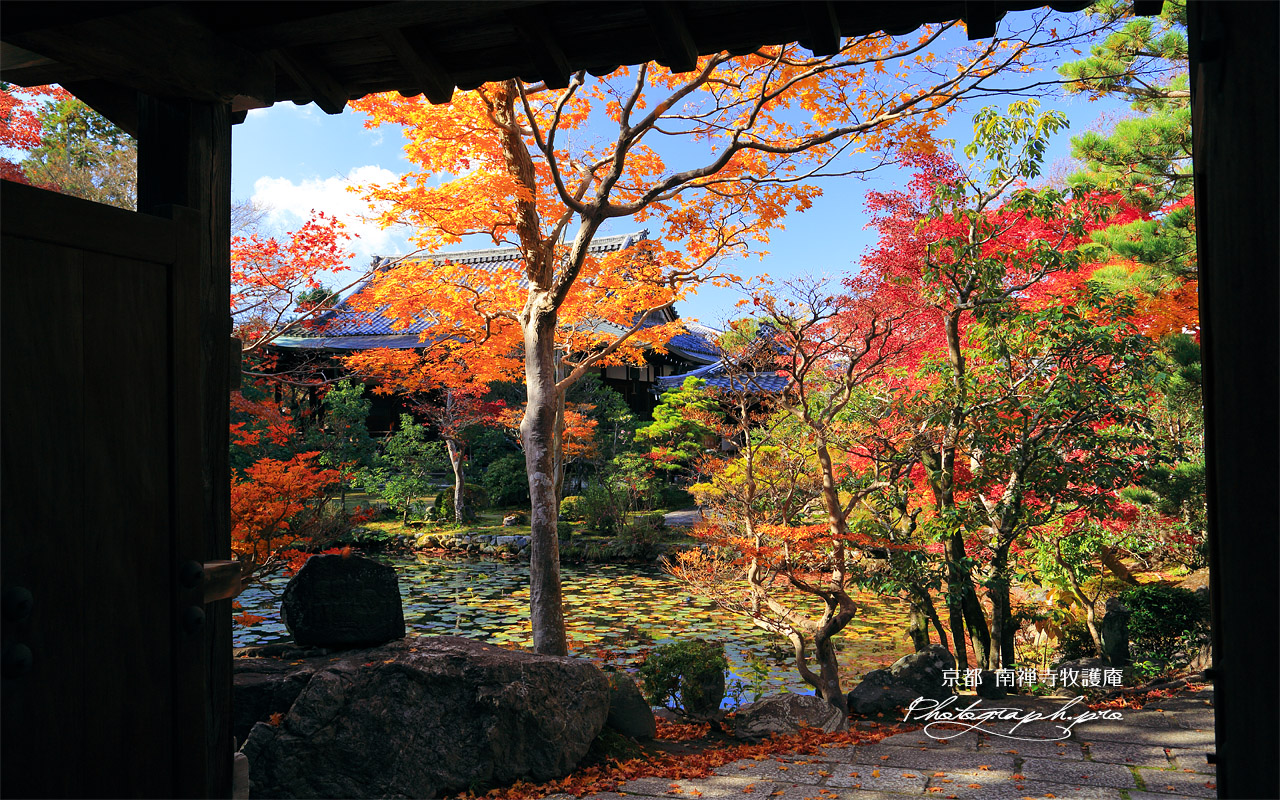 牧護庵 山門越しの紅葉の庭園 壁紙