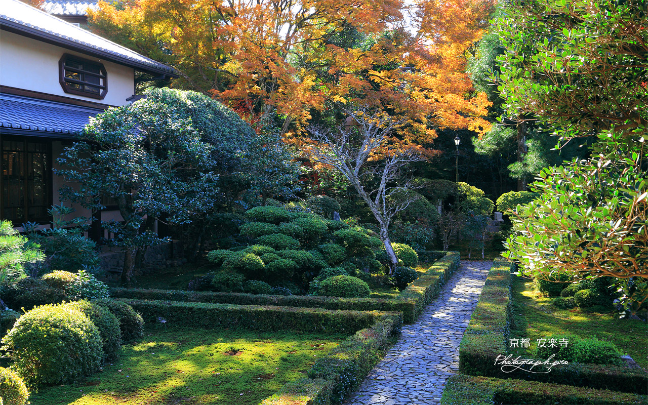 安楽寺 本堂前庭と紅葉 壁紙