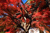 満願寺 紅葉越しの本堂