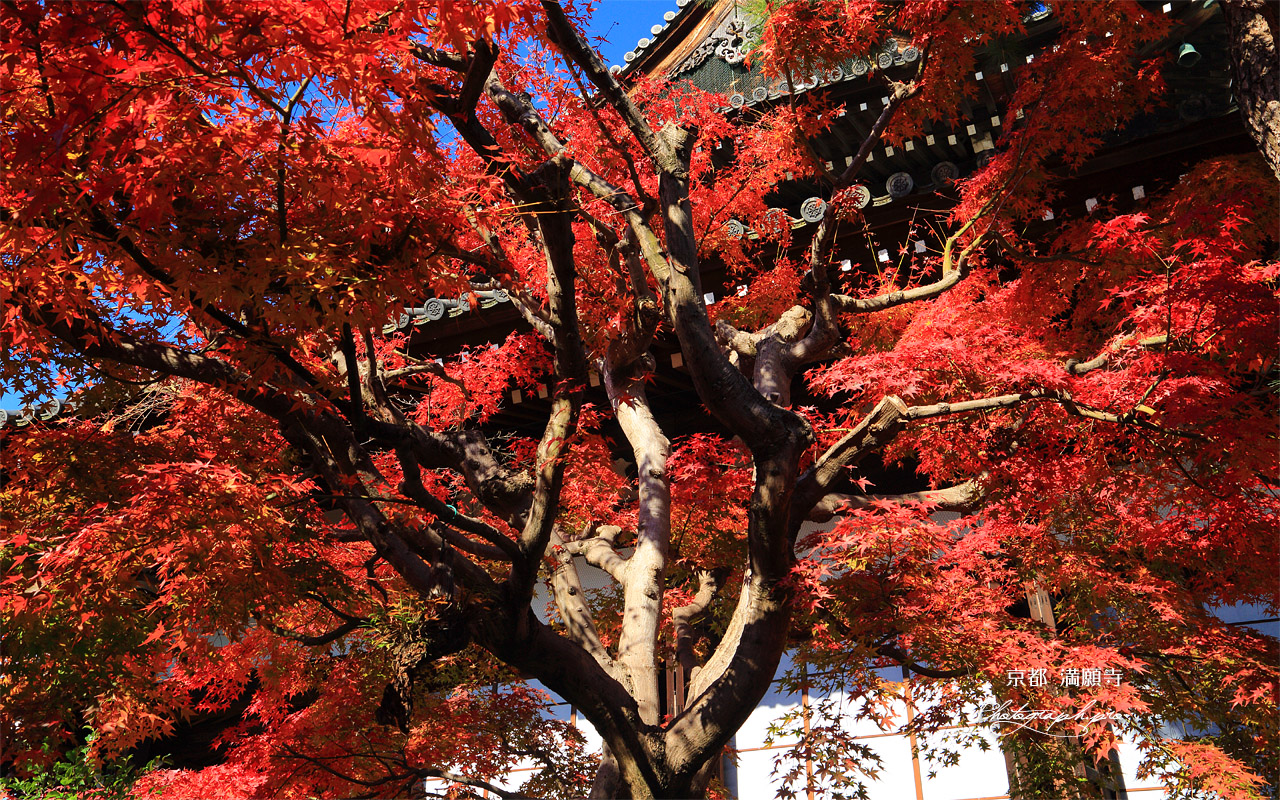 満願寺 紅葉越しの本堂 壁紙