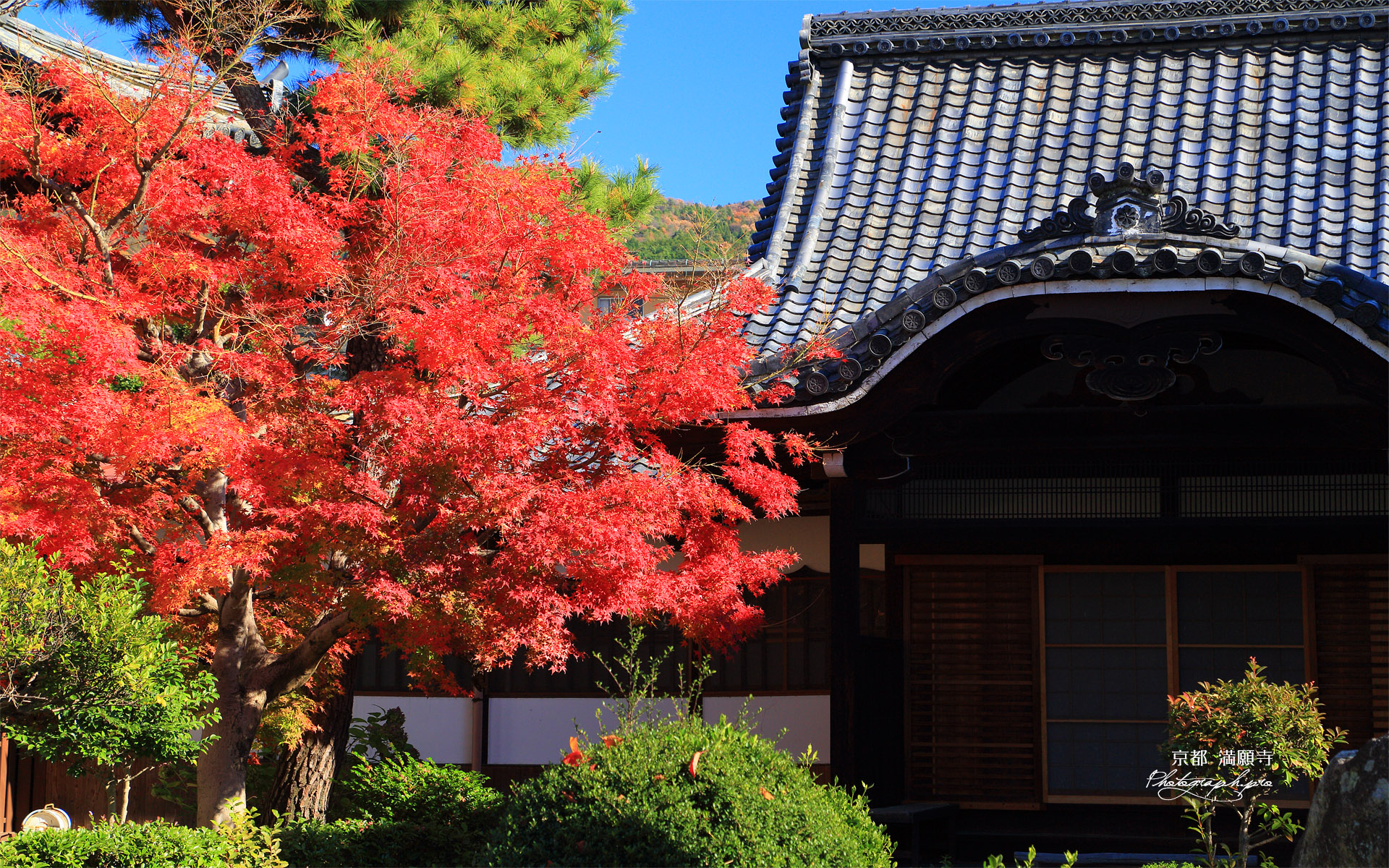 満願寺 紅葉と祖師堂