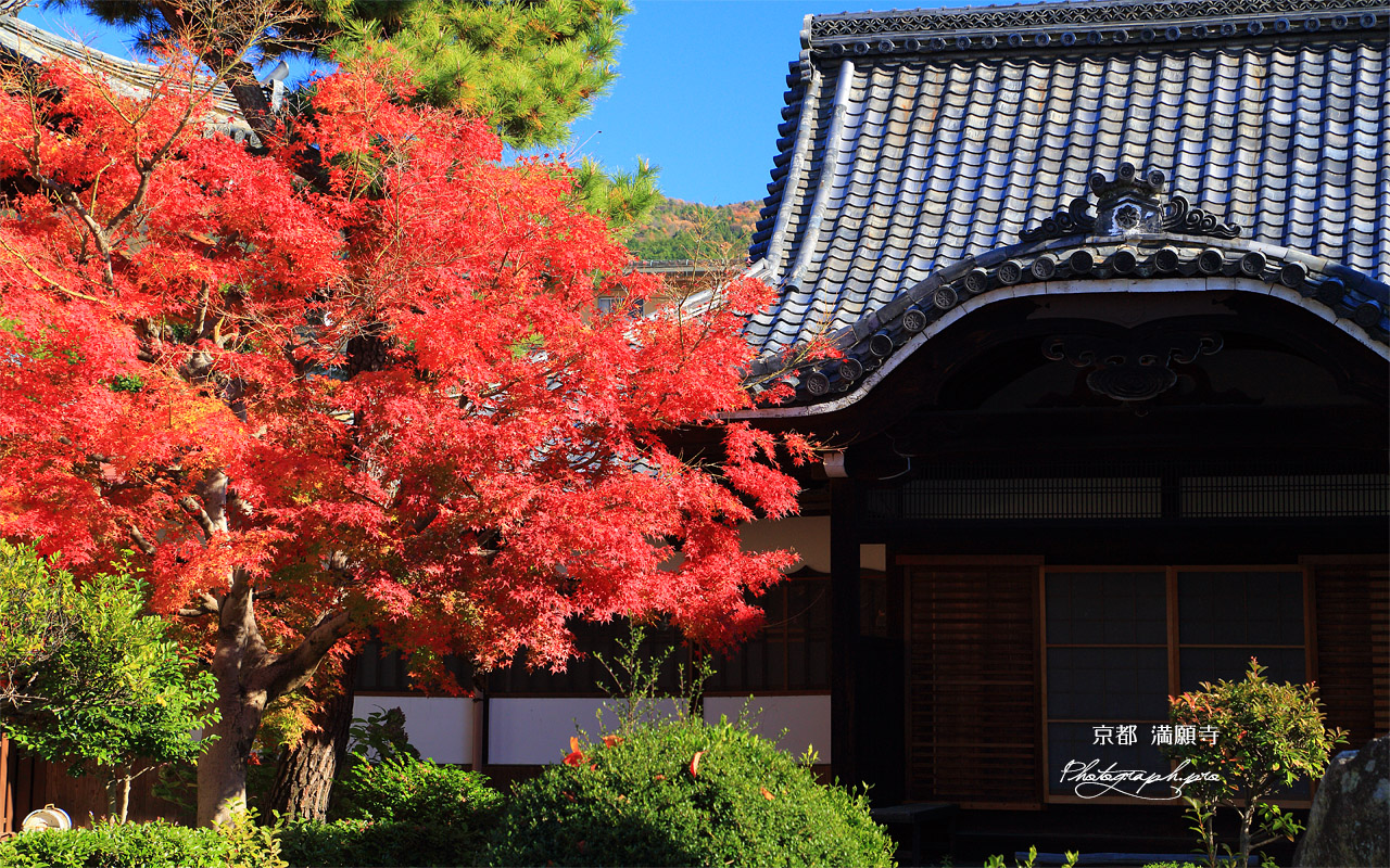 満願寺 紅葉と祖師堂 壁紙