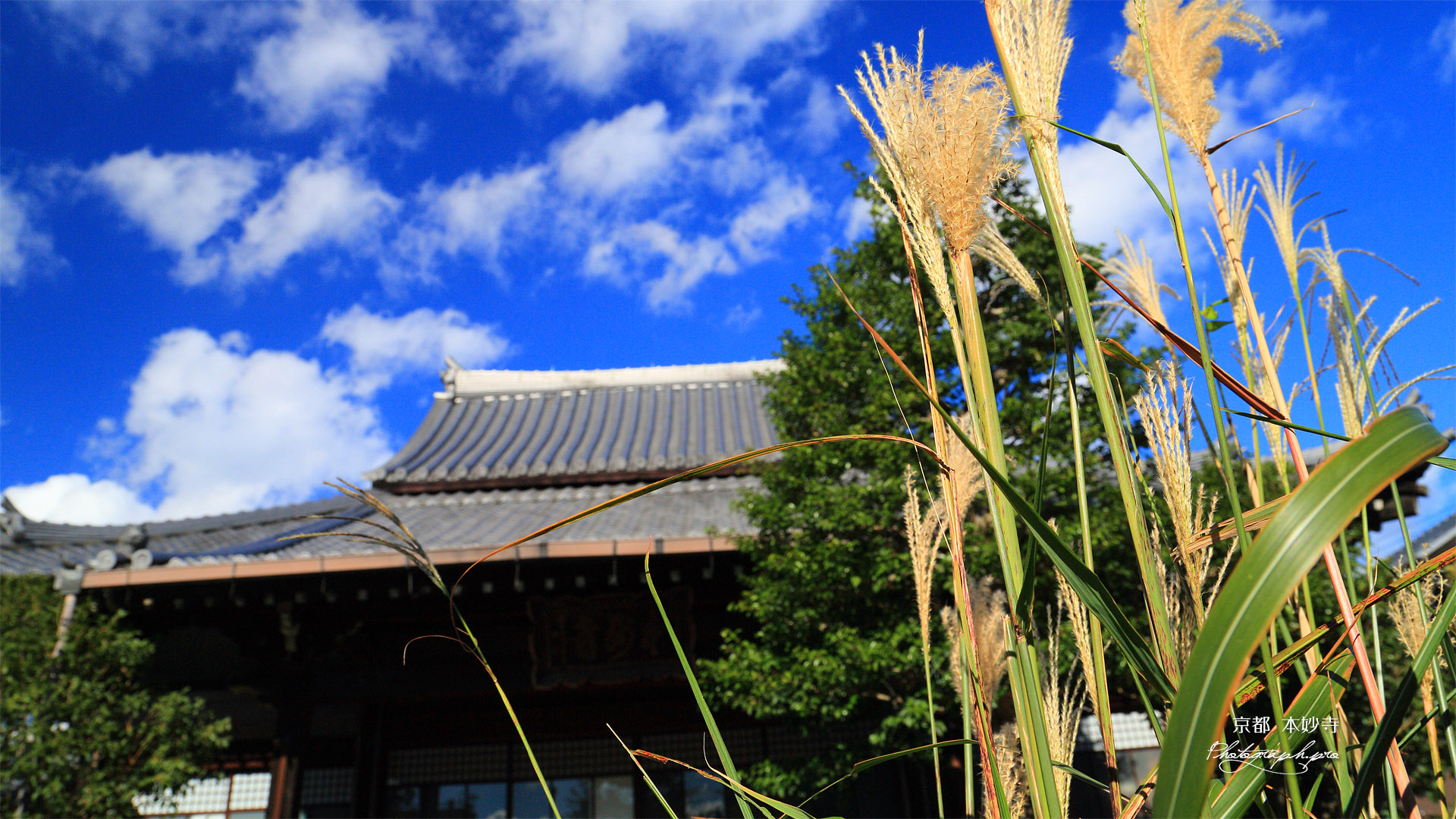 本妙寺 ススキと本堂