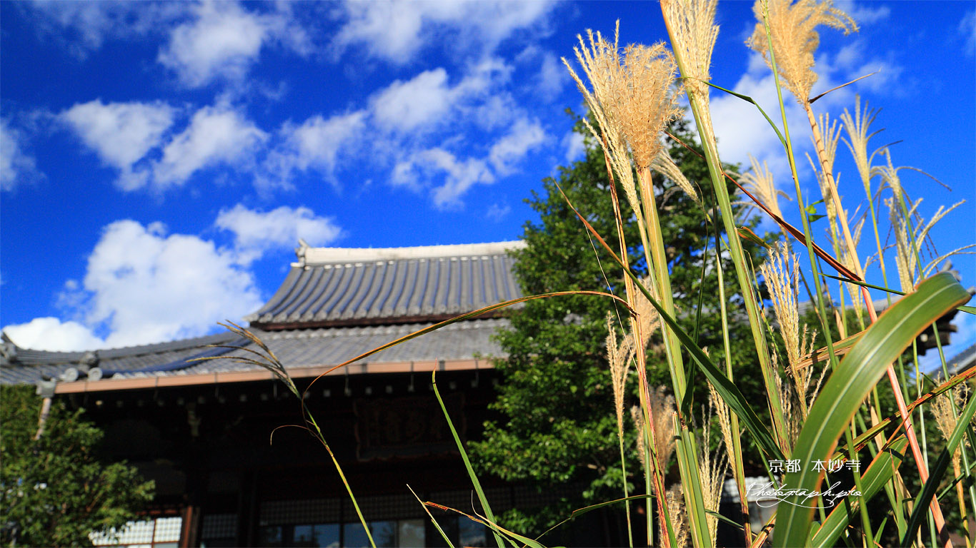 本妙寺 ススキと本堂 壁紙