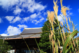 本妙寺