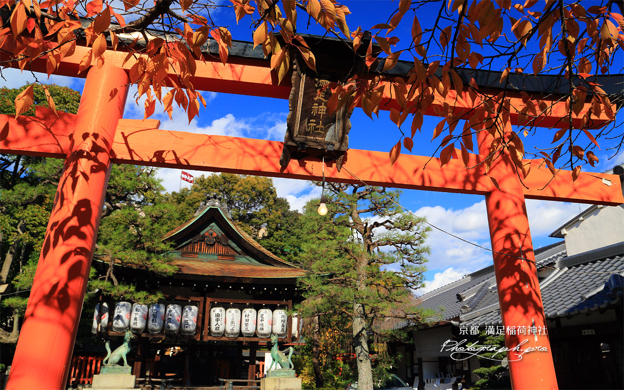 満足稲荷神社 桜紅葉と鳥居 壁紙
