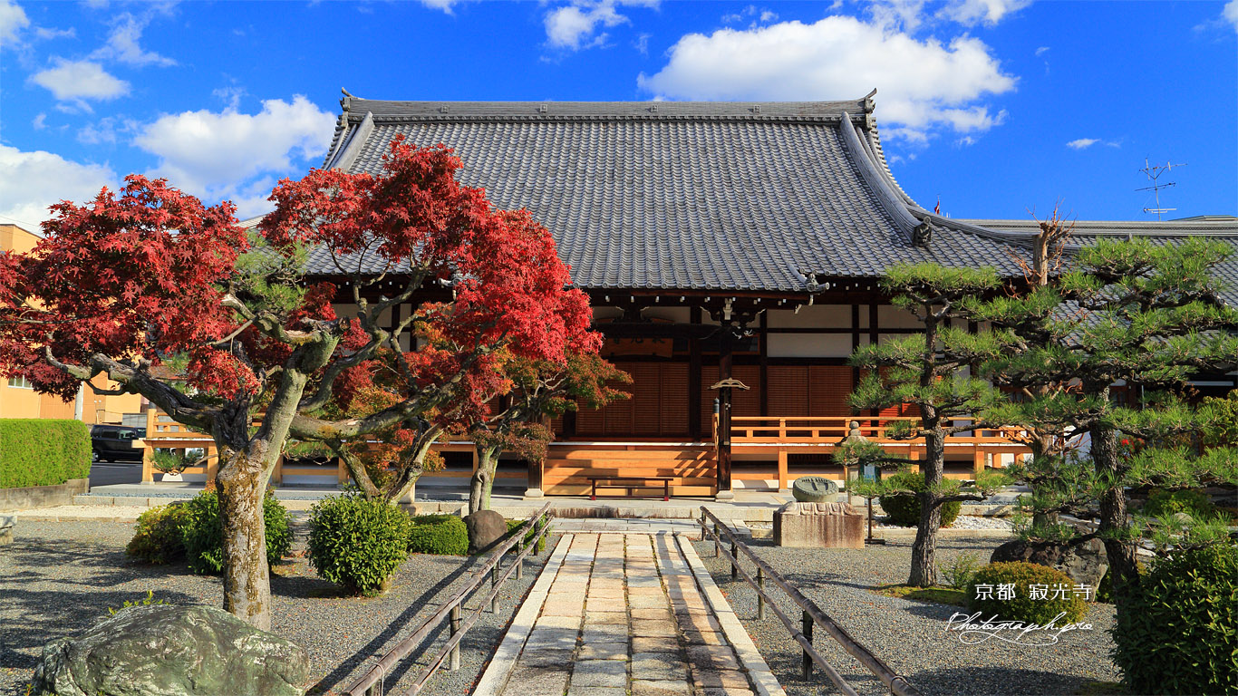 寂光寺 紅葉と本堂 壁紙
