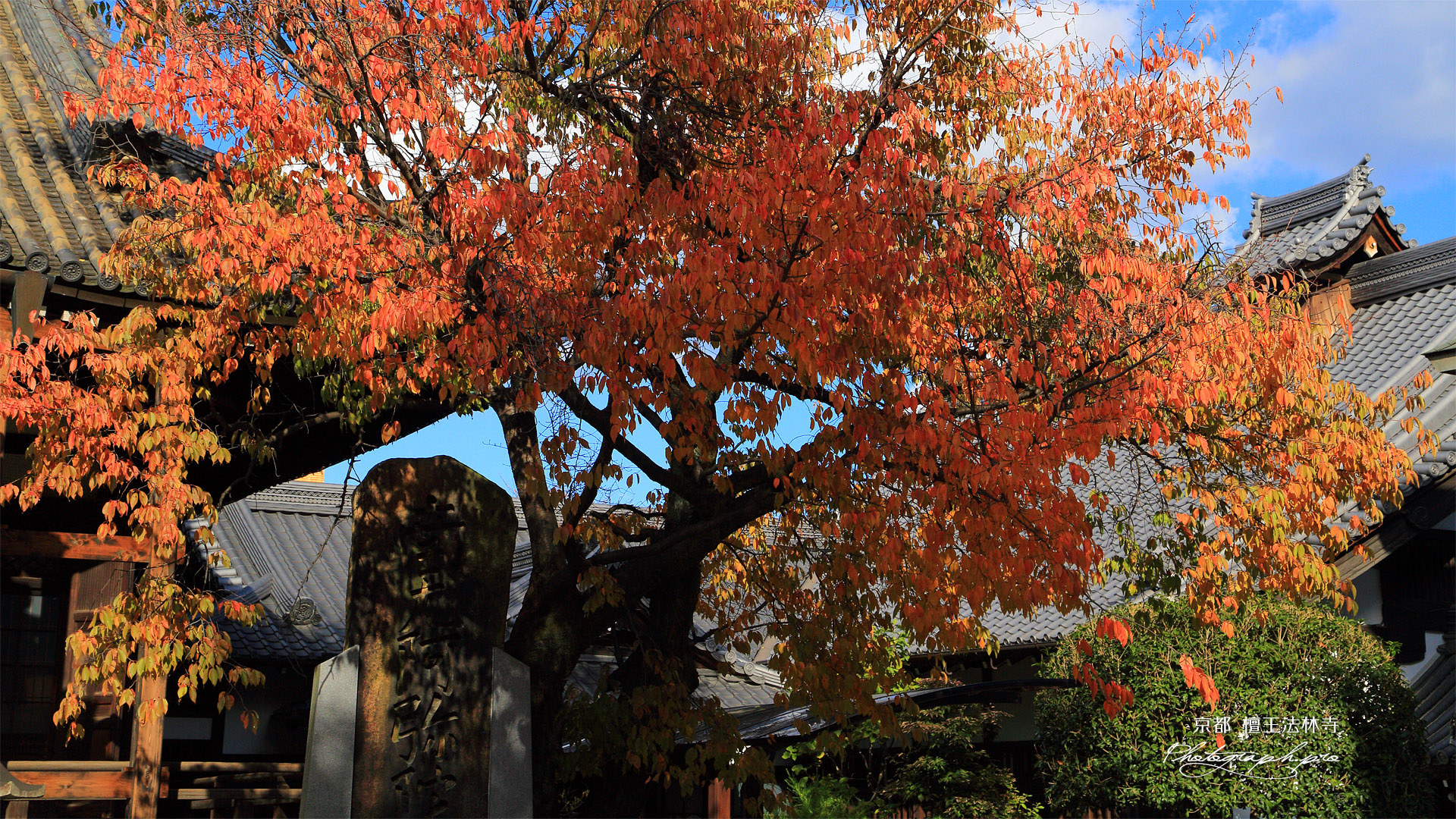 檀王法林寺 桜紅葉と名号碑