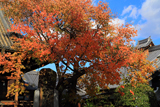 檀王法林寺 桜紅葉と名号碑