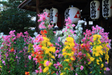 得浄明院 嵯峨菊と白天社